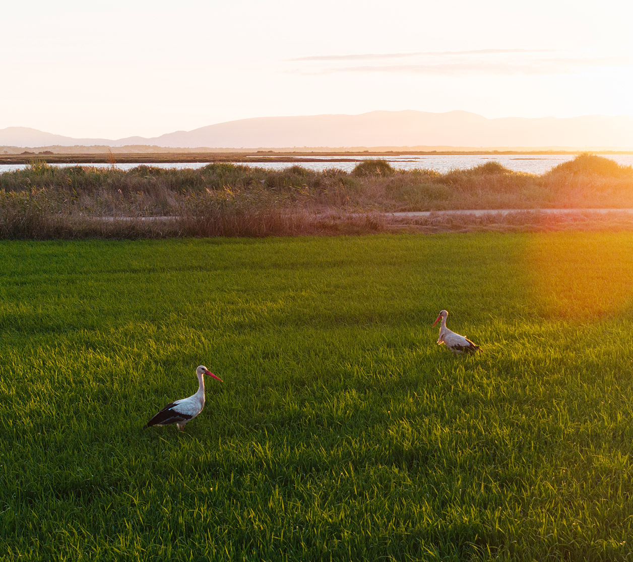 Comporta Resort Gallery